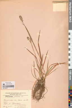 MAG 0004675