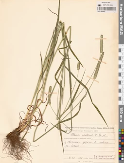 MAG 0004676