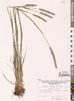 MAG 0004681