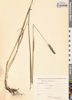 MAG 0004682