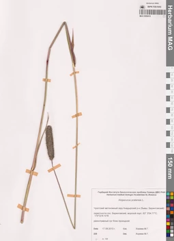 MAG 0008419