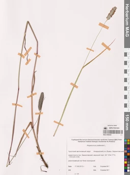 MAG 0008420