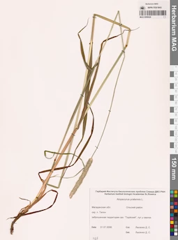 MAG 0008424