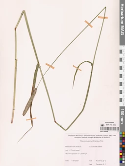 MAG 0008426