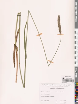 MAG 0008427