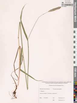 MAG 0008429