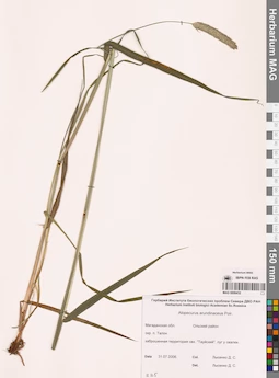 MAG 0008432