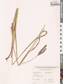 MAG 0008435