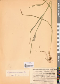 MAG 0008440