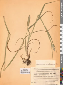 MAG 0008441