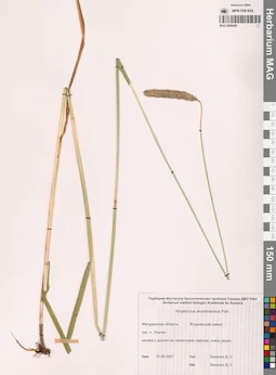 MAG 0008445
