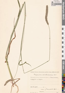 MAG 0008448