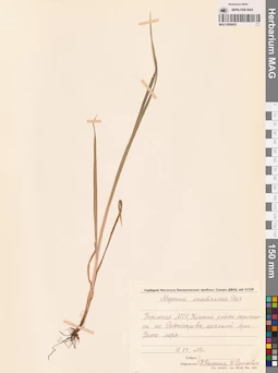 MAG 0008452