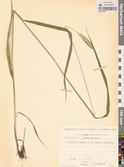 MAG 0008453