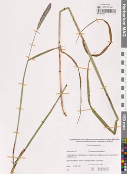 MAG 0014272