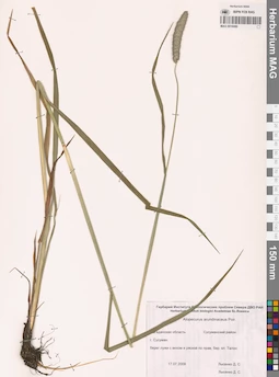 MAG 0016080