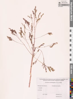 MAG 0008531