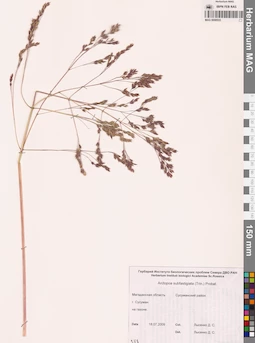 MAG 0008533