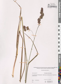 MAG 0014290