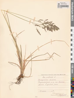 MAG 0016284