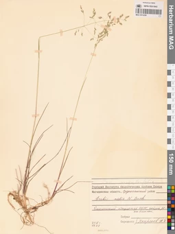 MAG 0016290