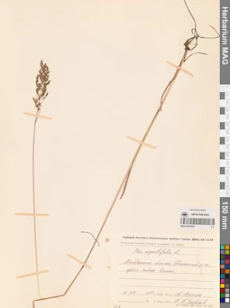 MAG 0016291