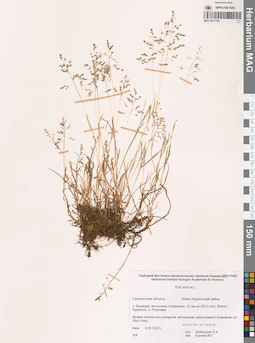 MAG 0011705