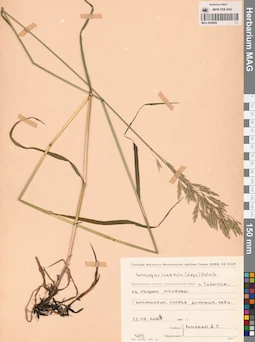 MAG 0008896