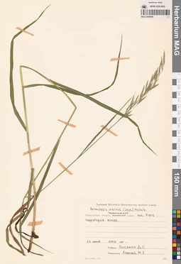 MAG 0008898
