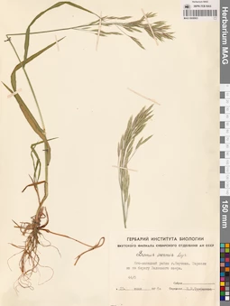 MAG 0008903