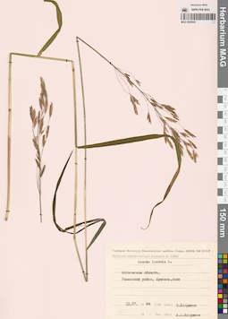 MAG 0008905