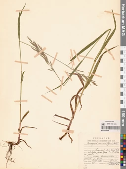 MAG 0008908