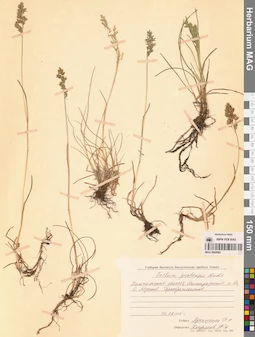 MAG 0004582