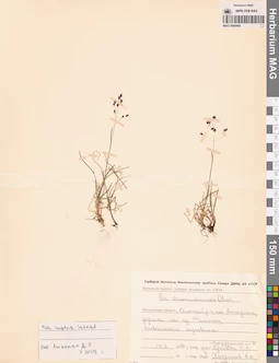 MAG 0008495