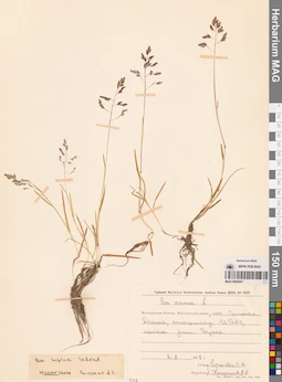 MAG 0008507