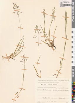 MAG 0008514
