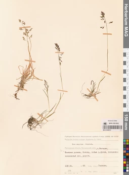 MAG 0008515