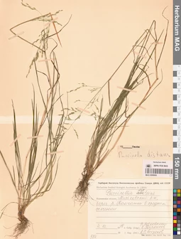 MAG 0008909