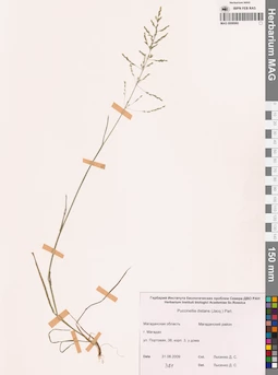 MAG 0008960