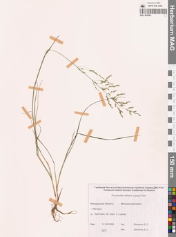 MAG 0008961