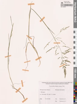 MAG 0008963