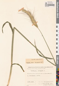 MAG 0016310