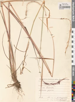 MAG 0004482