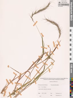 MAG 0004485