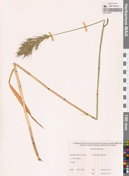 MAG 0004486