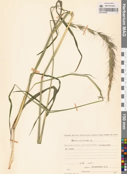 MAG 0004489