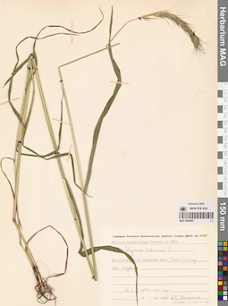 MAG 0004491