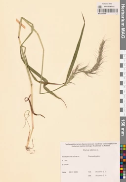 MAG 0004496