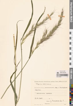 MAG 0004497