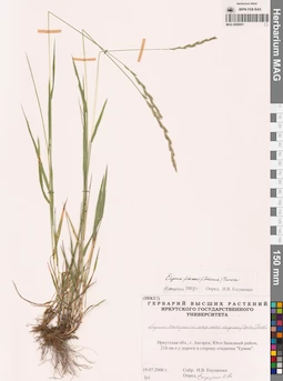 MAG 0008951